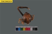 藏品(遁行長臂蟹)的圖片